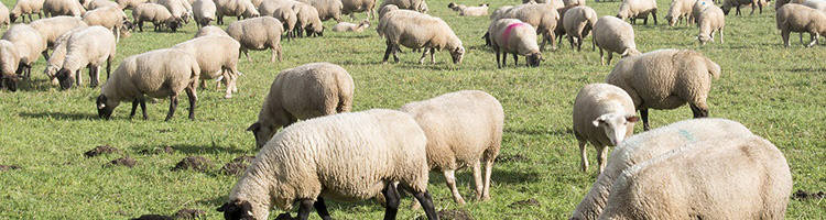 网易严选系列澳洲羊羔毛AB面空调毯的详细介绍
