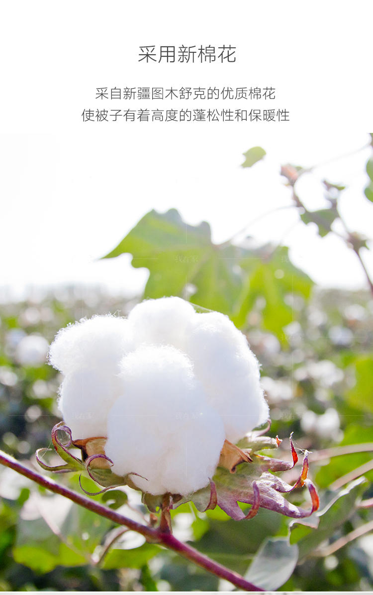 大朴系列天然新疆棉纱布棉花被芯的详细介绍